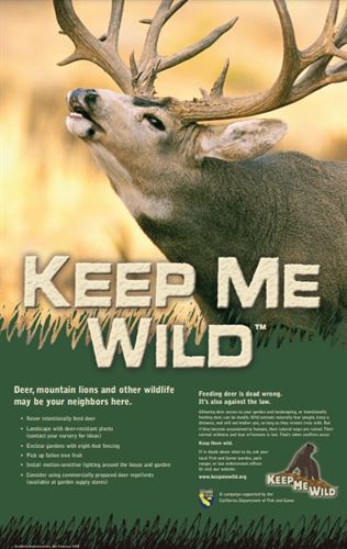 Deer with horns